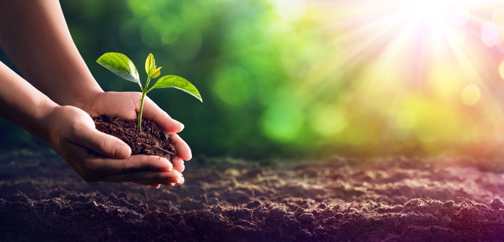 Planting Seeds: Cultivating a Healthy Jazz Program