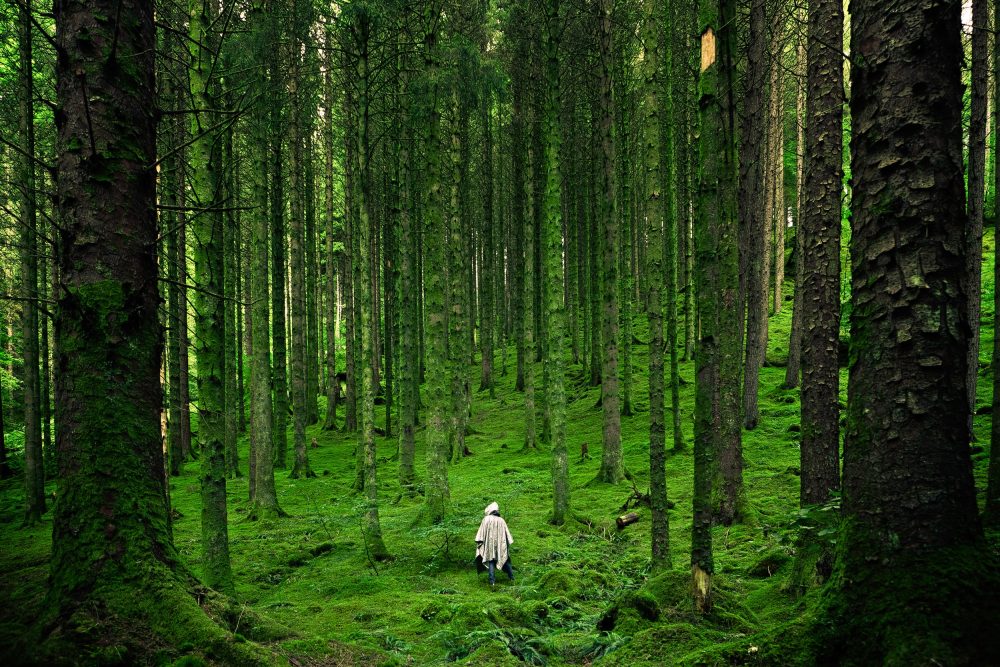 Forest and the Trees: Perspectives in Music  Education Advocacy